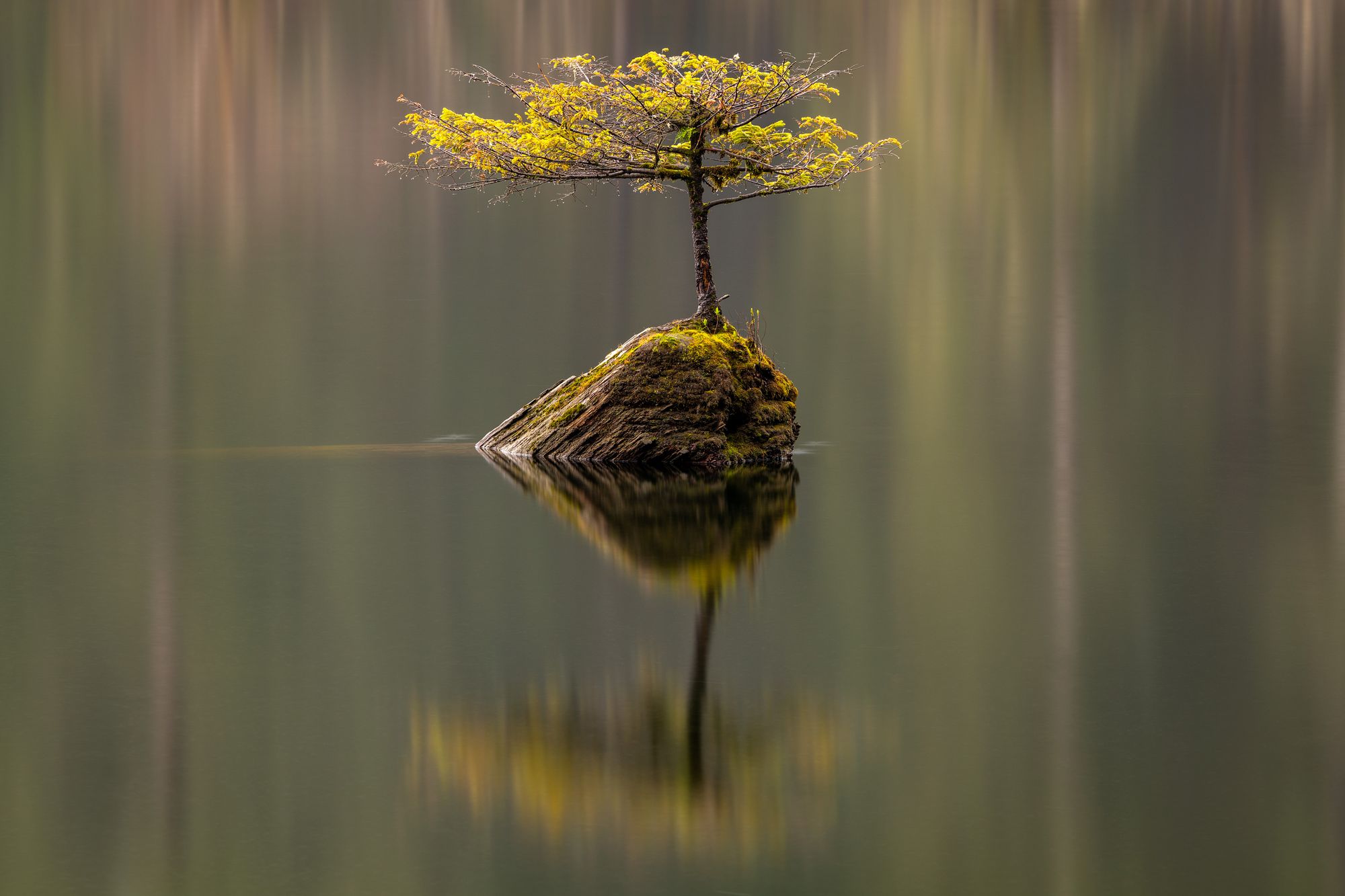 Photo Notes: Fairy Lake Bonsai Tree on Vancouver Island