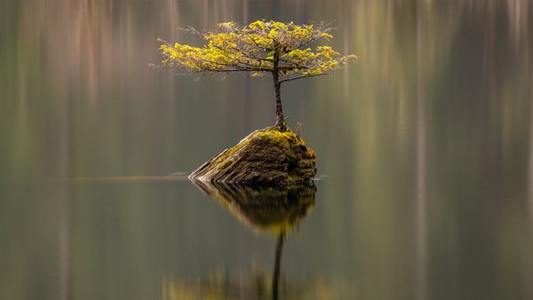 Photo Notes: Fairy Lake Bonsai Tree on Vancouver Island